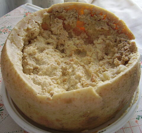 Casu marzu (queso podrido sardo).