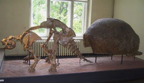 Esqueleto y caparazón fósiles de un gliptodonte.