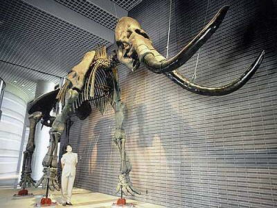 Mamut del río Songhua.