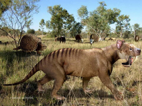 Posible aspecto del Thylacosmilus, Tilacosmilo o falso tigre de dientes de sable.