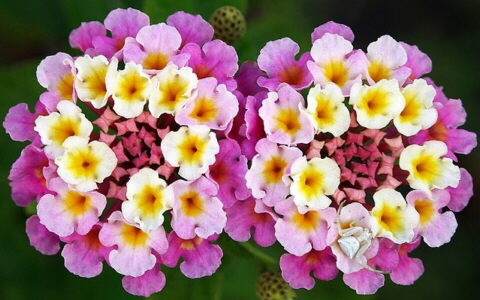Flores de la lantana camara (mutabilis).