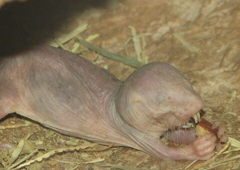 Una rata topo desnuda comiendo.