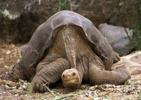 Solitario Jorge (Lonesome George), Tortuga de la Isla Pinta.
