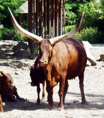 Un ejemplar de vaca watusi.